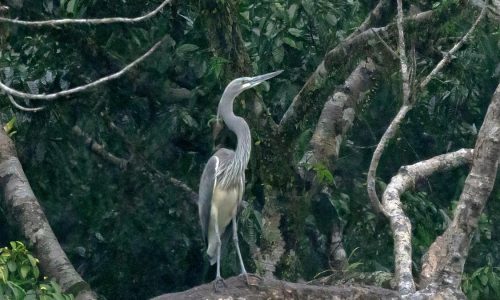 WHITE-BELLIED-HERON