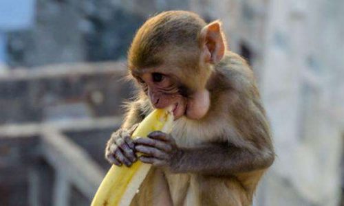 abi-vanak-monkeys-1648215813