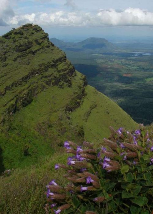 biodiversity is us'
