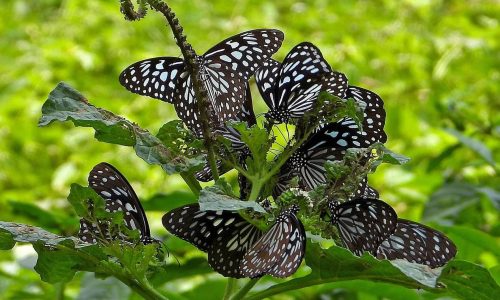 call for butterfly