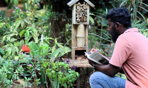 Checking for signs of bee occupation (1)