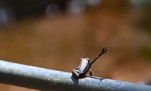 dancing frogs of western ghats