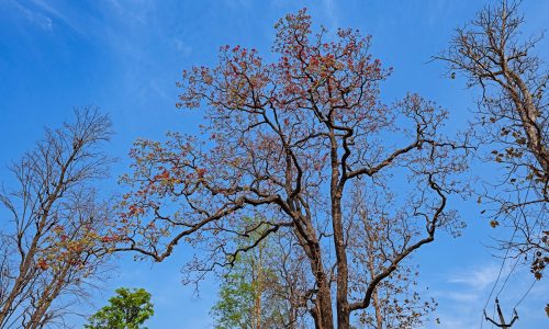 dang-mahua-tree-dhritiman-mukher