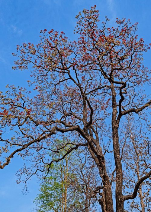 dang-mahua-tree-dhritiman-mukher