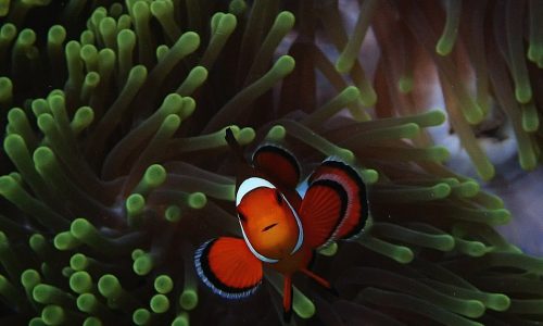 deccanherald2F2026-06-262Fut47osk72FOrange-clownfish-Amphiprion-percula-1-6
