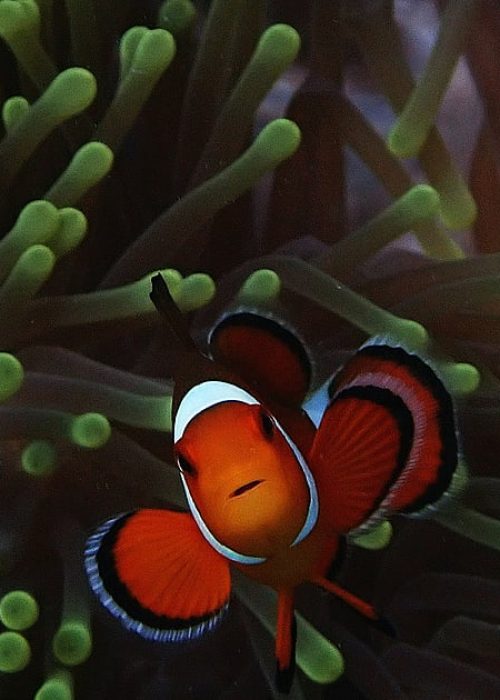 deccanherald2F2026-06-262Fut47osk72FOrange-clownfish-Amphiprion-percula-1-6