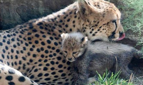 deccanheraldimportsitesdhfilesarticleimages20220825cheetah-afp-1139008-1661391354