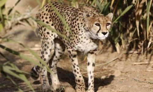deccanheraldimportsitesdhfilesarticleimages20221020cheetah-afp-1155134-1666244546