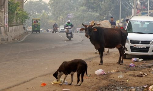 dog-in-Delhi