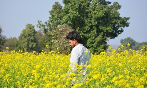 downtoearth2F2026-08-302Fxjzcadzn2FMustard-Field