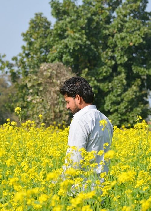downtoearth2F2026-08-302Fxjzcadzn2FMustard-Field