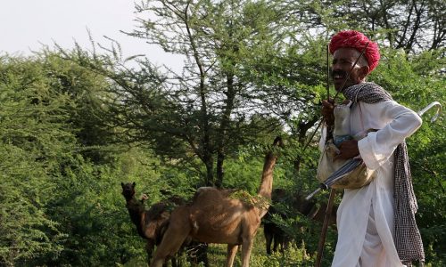downtoearth2F2026-09-072Fgemrq6402FCamel-Herder