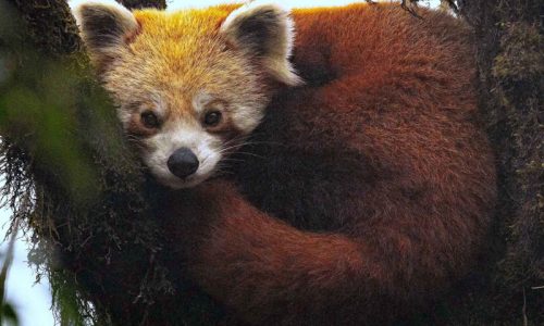 encounters with red panda