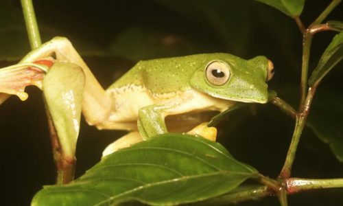 fewer ribbits in western