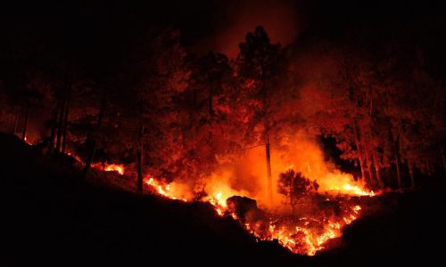 Forest fires in the Nilgiris (1)