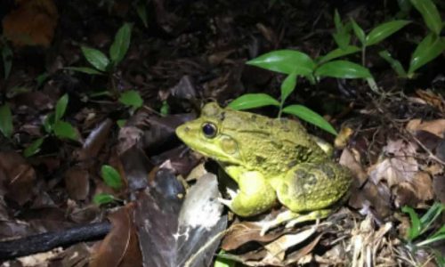 frog