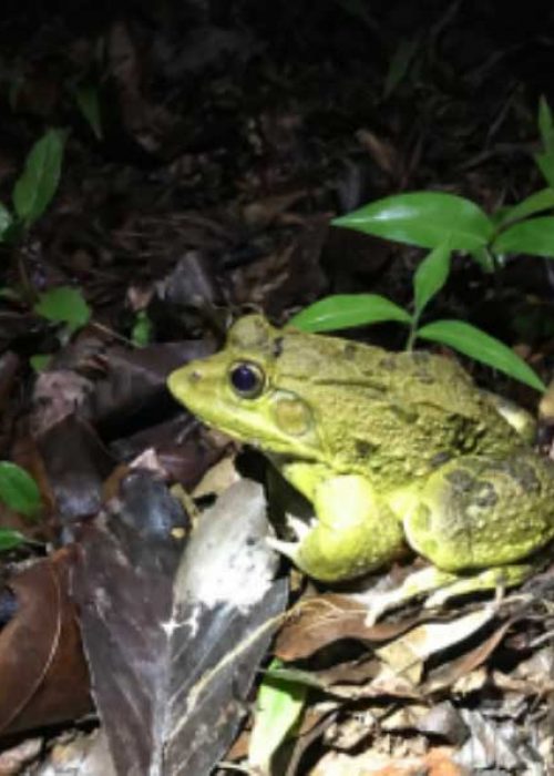 frog