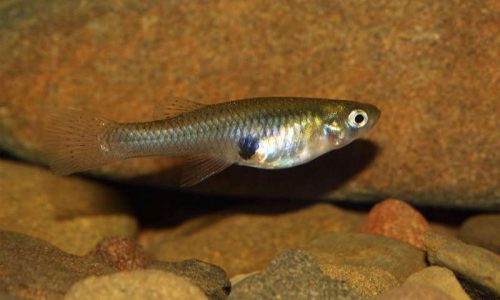 gambusia