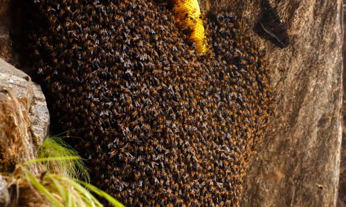 giant-himalayan-bee-hive-close-medicinal-mad-honey_oezujw