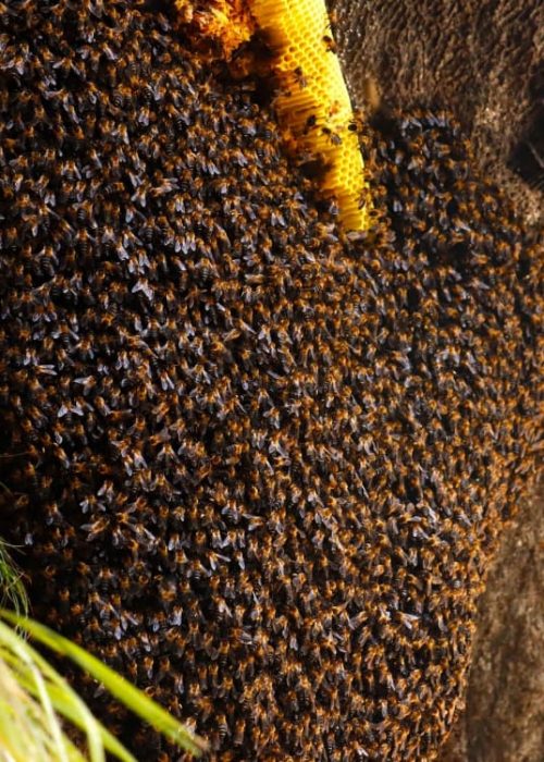 giant-himalayan-bee-hive-close-medicinal-mad-honey_oezujw