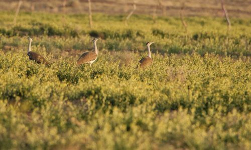GreatIndianBustard_Thar_Akshay-Bharadwaj-1200x800 (1)