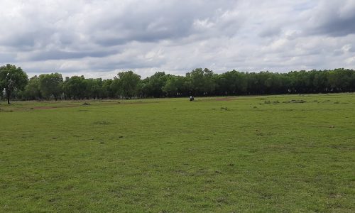 Hesaraghatta Grassland