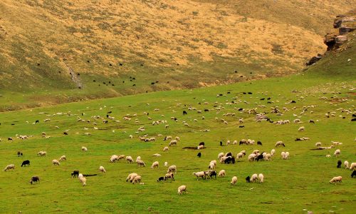 himachal-pradesh-sheep