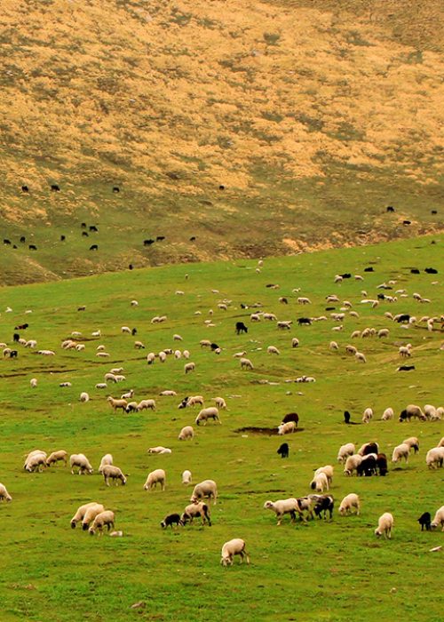 himachal-pradesh-sheep