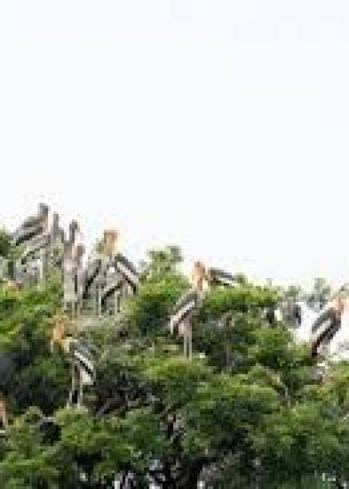 images (5)