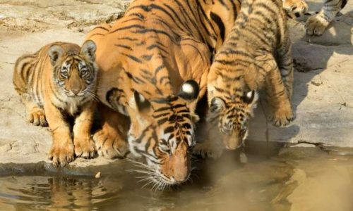 india successful tiger project