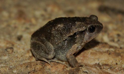 k-picta2