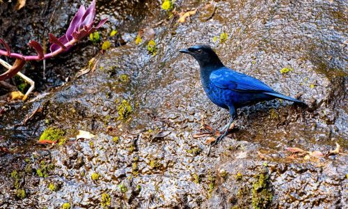kerala-malabar-whistling-thrush (1)