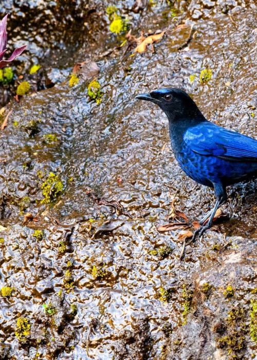 kerala-malabar-whistling-thrush (1)