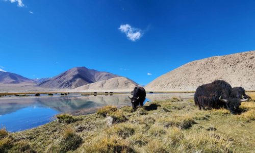 ladakh-yak-two-pasture-saloni-bh (1)