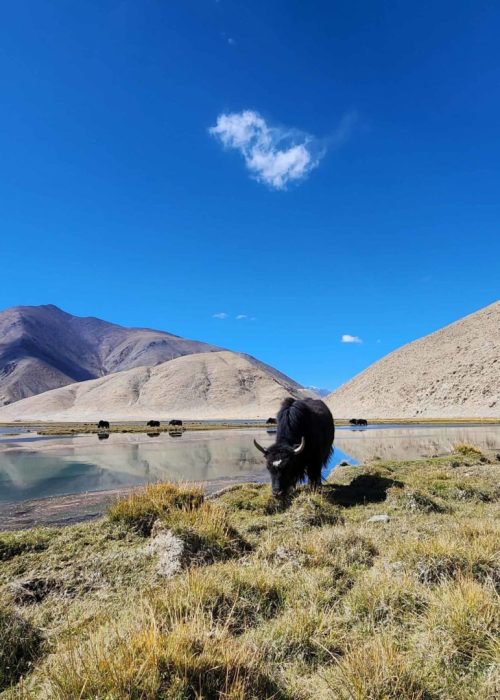 ladakh-yak-two-pasture-saloni-bh (1)