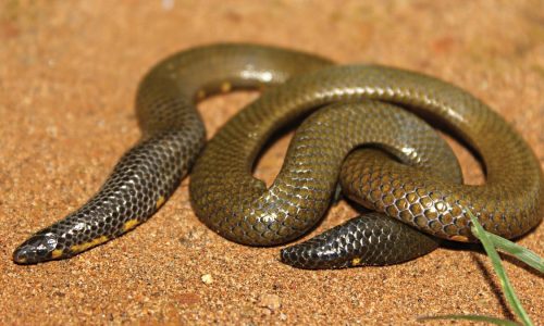 MA10-Uropeltis Caudomaculata