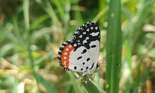 migrating mireacle