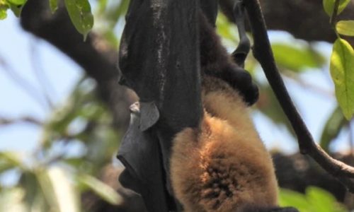 monitoring fruit bat