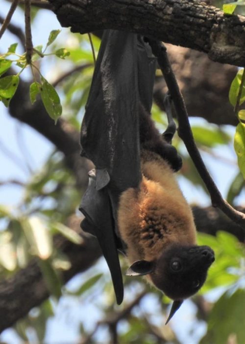 monitoring fruit bat