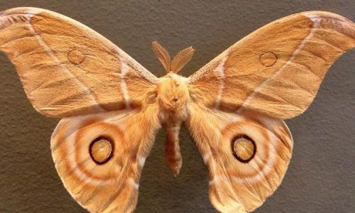 moth