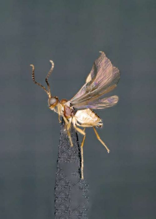 new species braconid