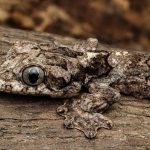 new species of papachutes