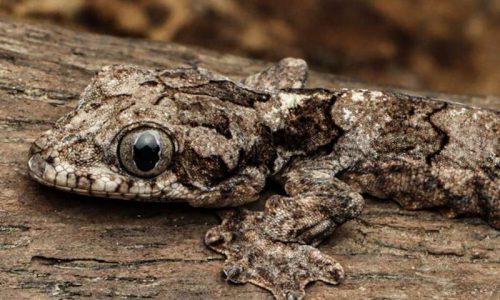 new species of papachutes