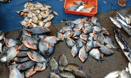 Invasive Fish Species Threaten Native Biodiversity in Vembanad Lake