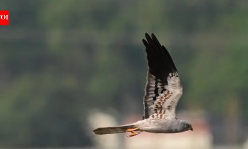 Ringed Harrier Makes Nemmeli Seasonal Home