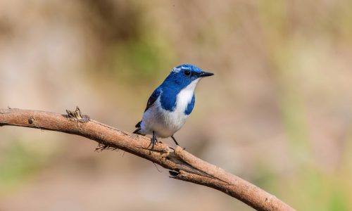pune-ultramarine-flycatcher-male (1)