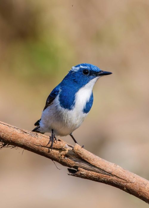 pune-ultramarine-flycatcher-male (1)