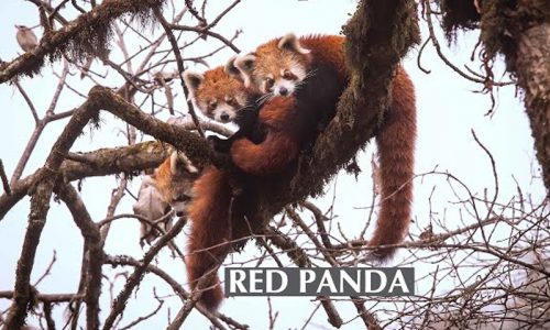 red panda fox