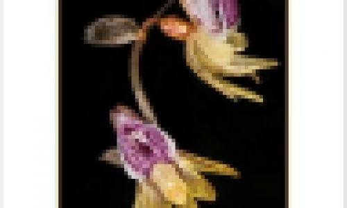 terrestrial_orchids