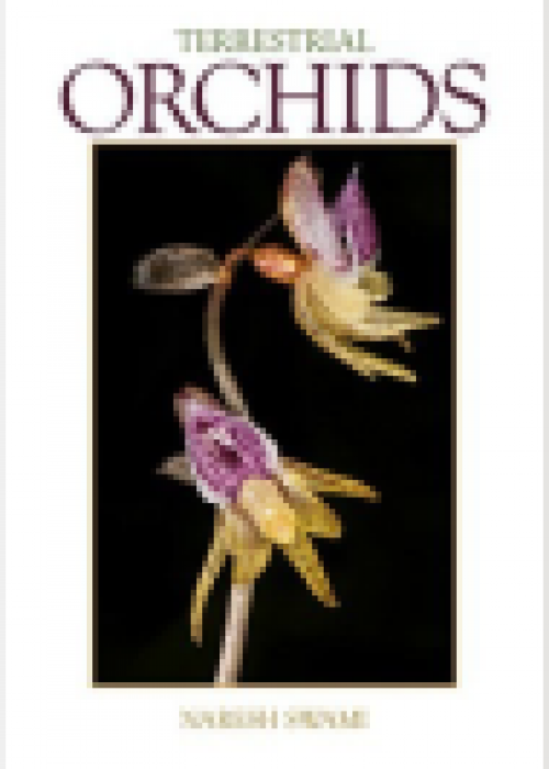 terrestrial_orchids